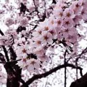 ★結婚相談所の婚活：　奈良の桜の写真を頂きました♪★のタイトル画像