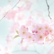 これからの桜の季節は、お見合いよりも交際へ！のタイトル画像