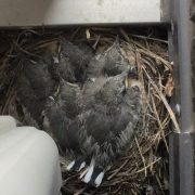 かわいいお客さま「恋教へ鳥」のタイトル画像